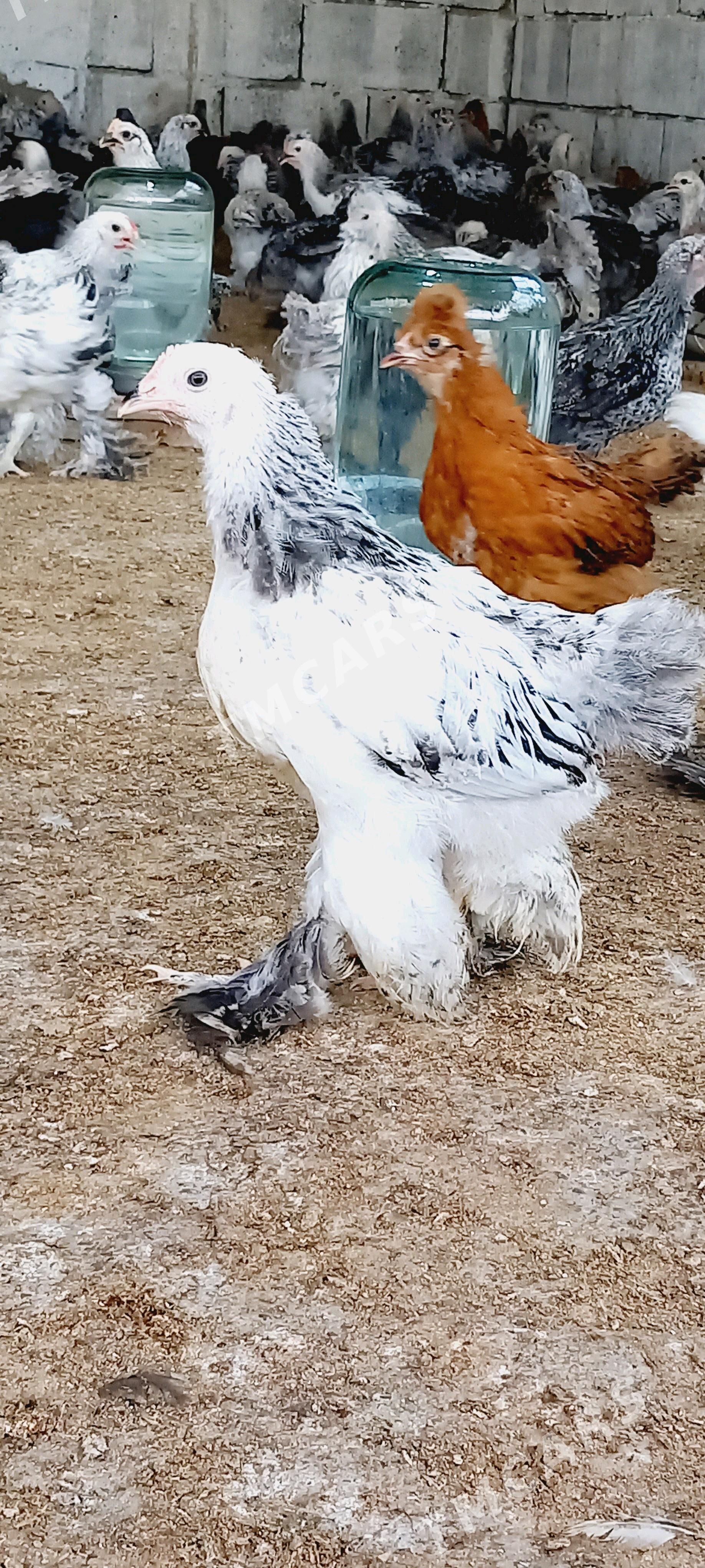 BRAMA we balgar juyjeler. - Гёкдепе - img 2