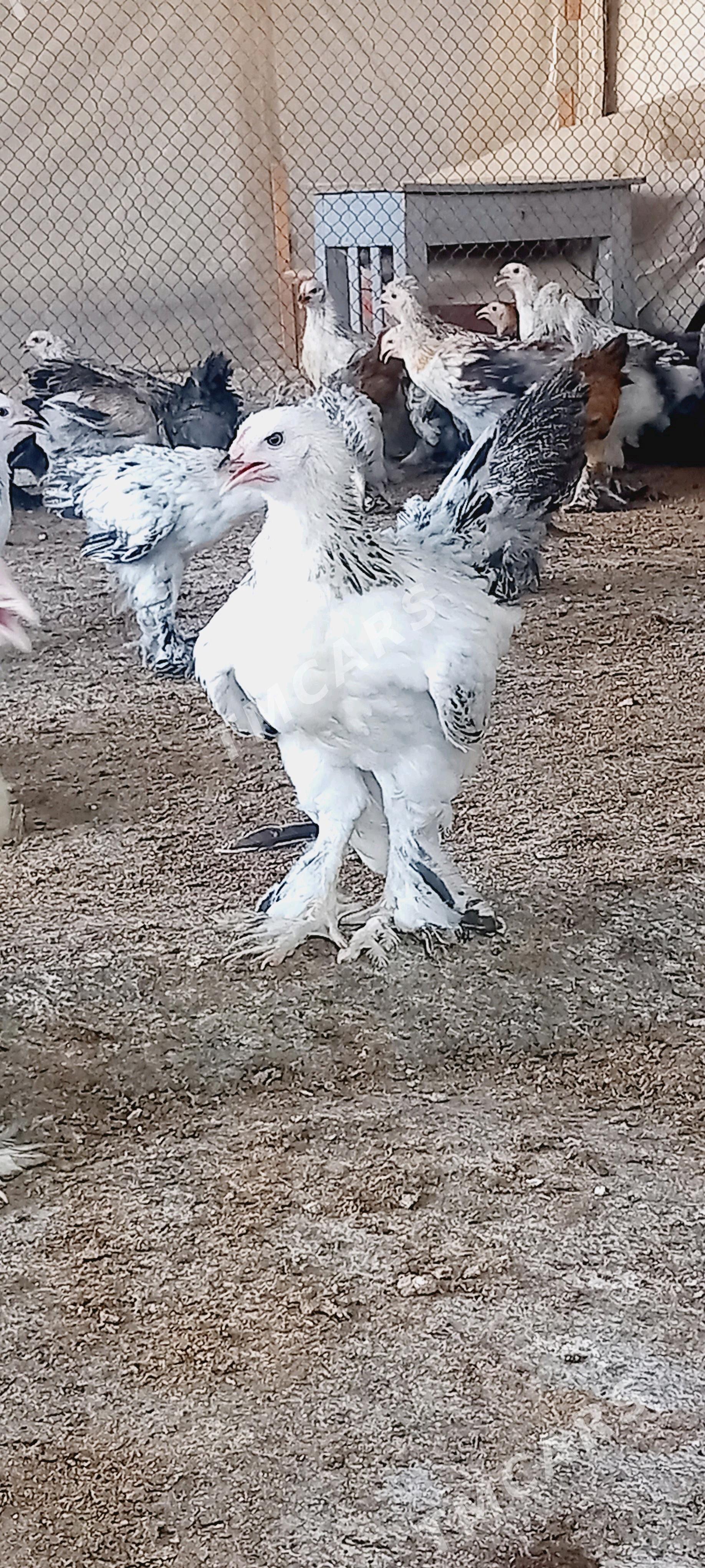 BRAMA we balgar juyjeler. - Гёкдепе - img 3