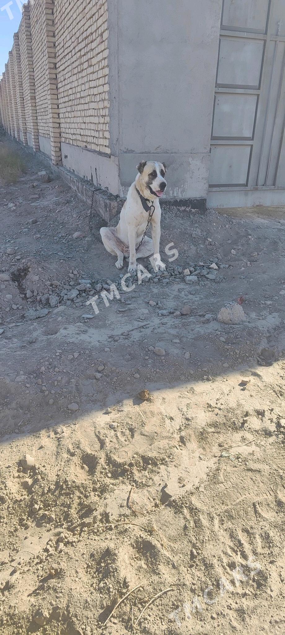 akgus - Türkmenabat - img 2