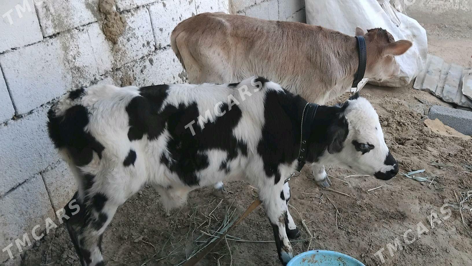 Gole okuz galyşteýin - Ашхабад - img 3