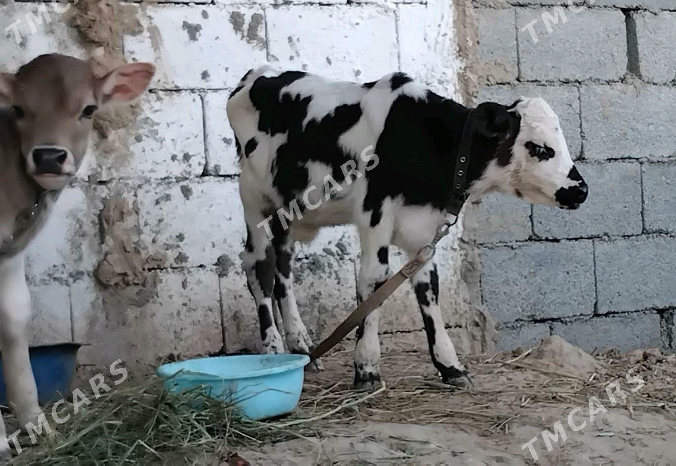 Gole okuz galyşteýin - Ашхабад - img 6