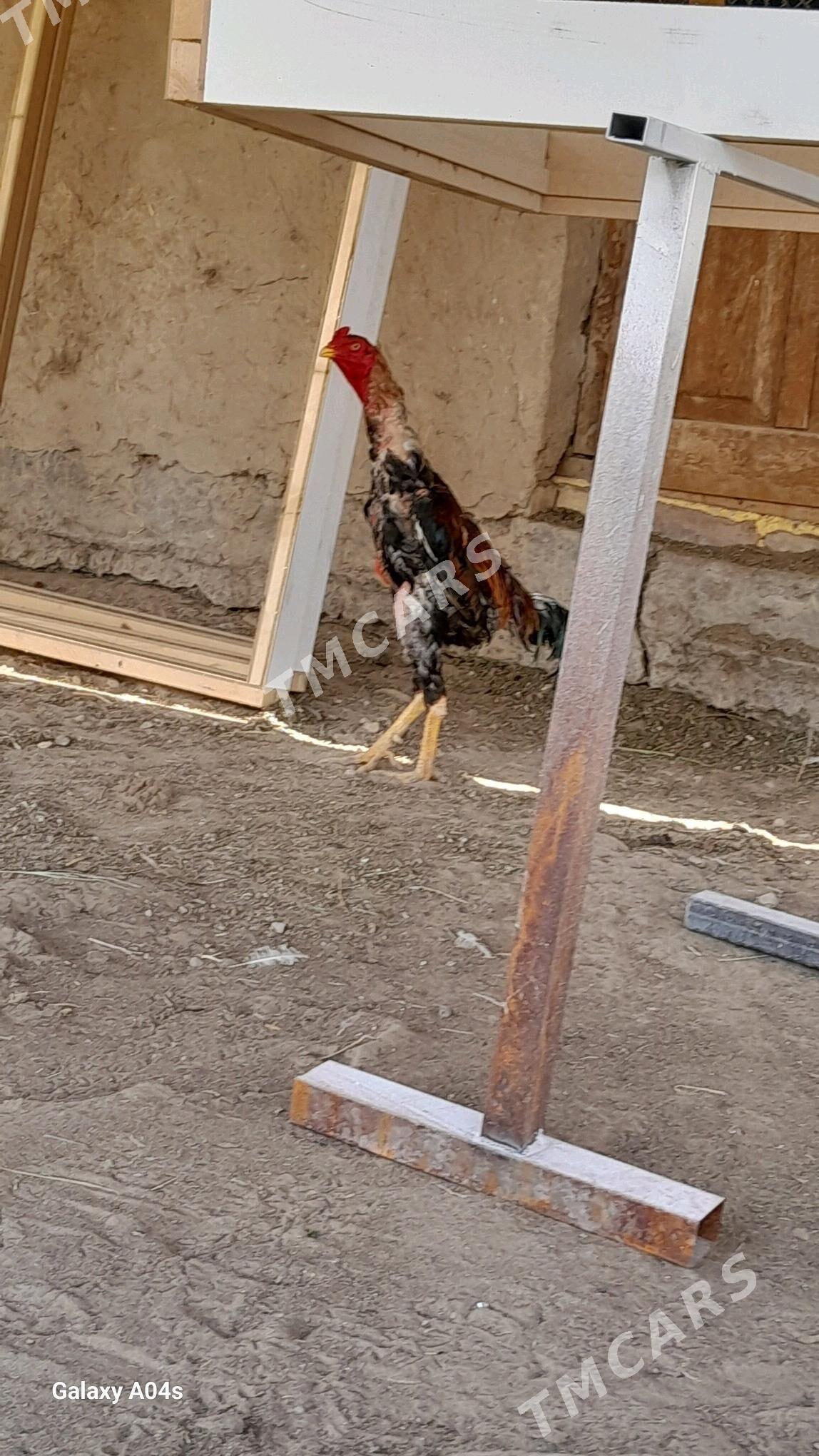 baysow - Мары - img 3