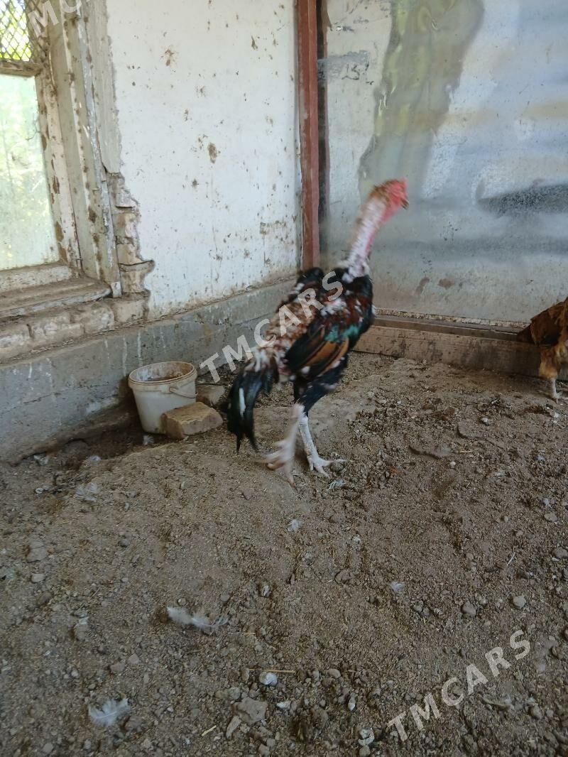 озбек - Çärjew - img 2