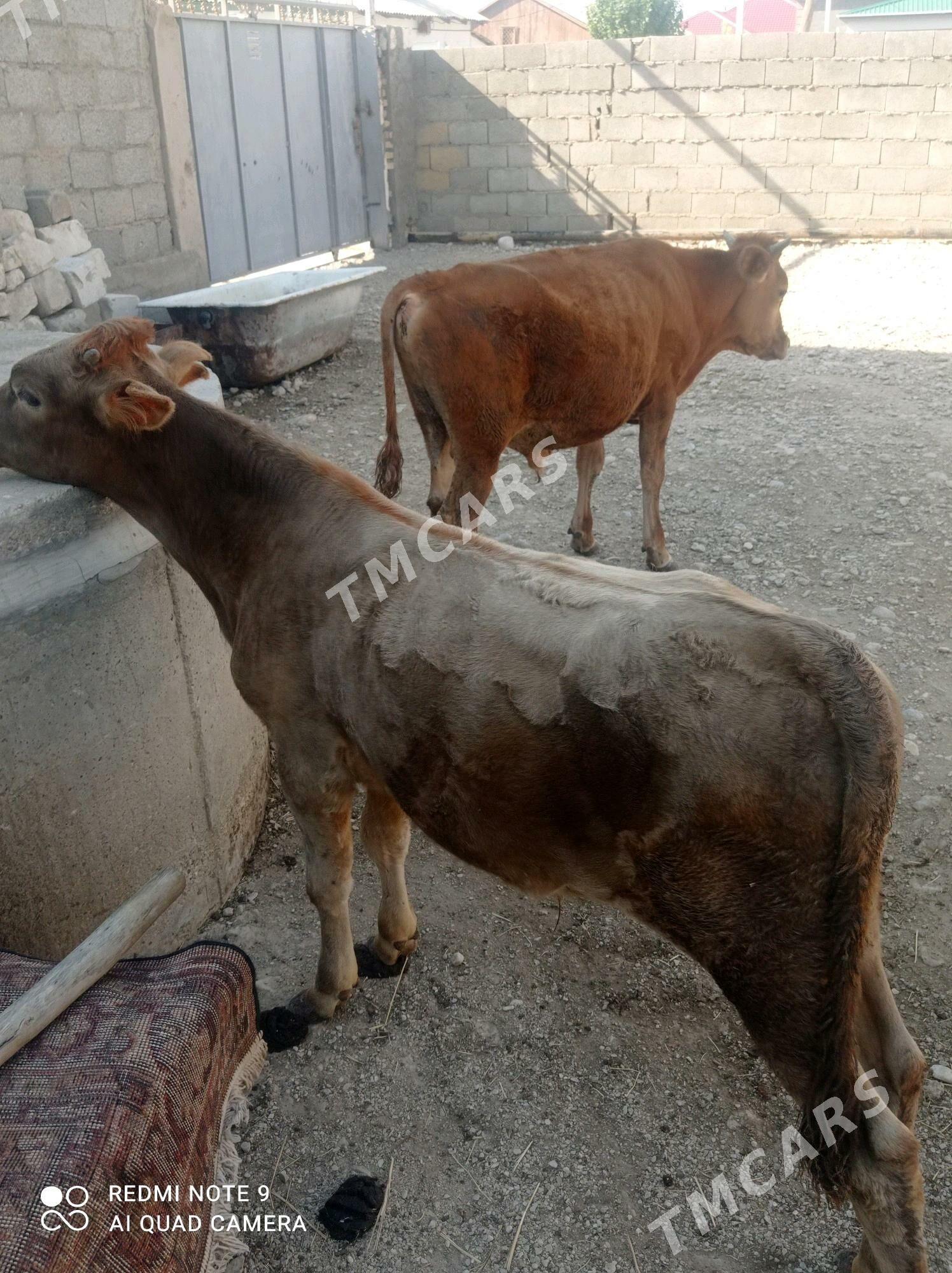 öküz - Balkanabat - img 3
