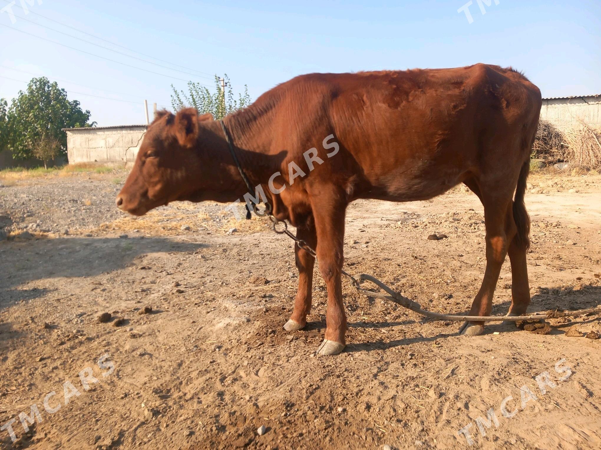 tuve - Aşgabat - img 2