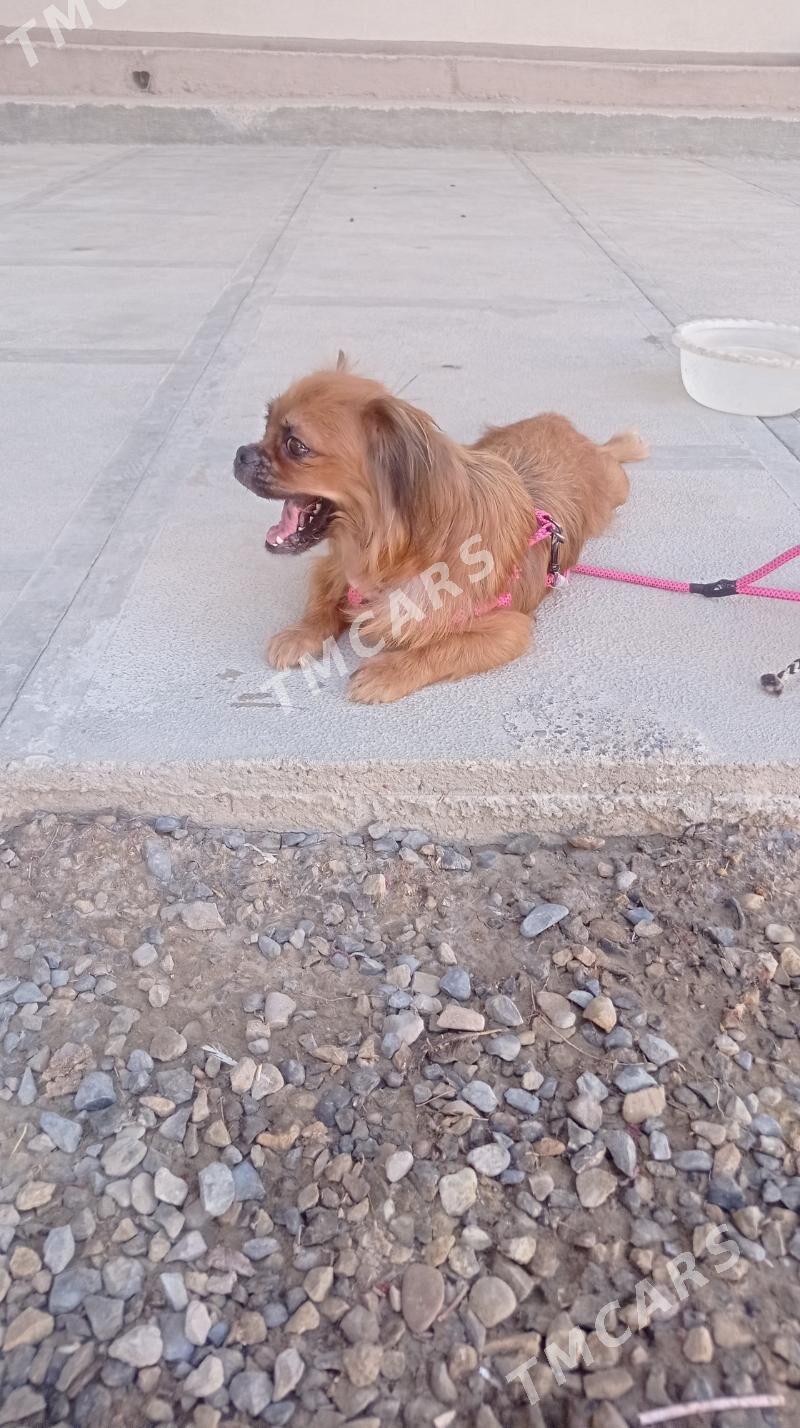 tikineş - Mary - img 3