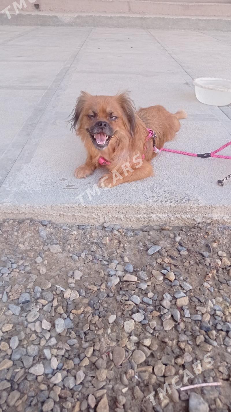 tikineş - Mary - img 2