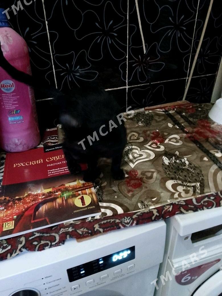 котята - Ашхабад - img 3