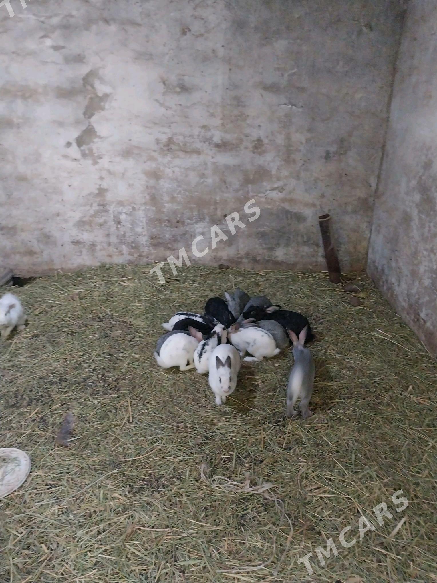 Towşanlar - Bekrewe - img 3