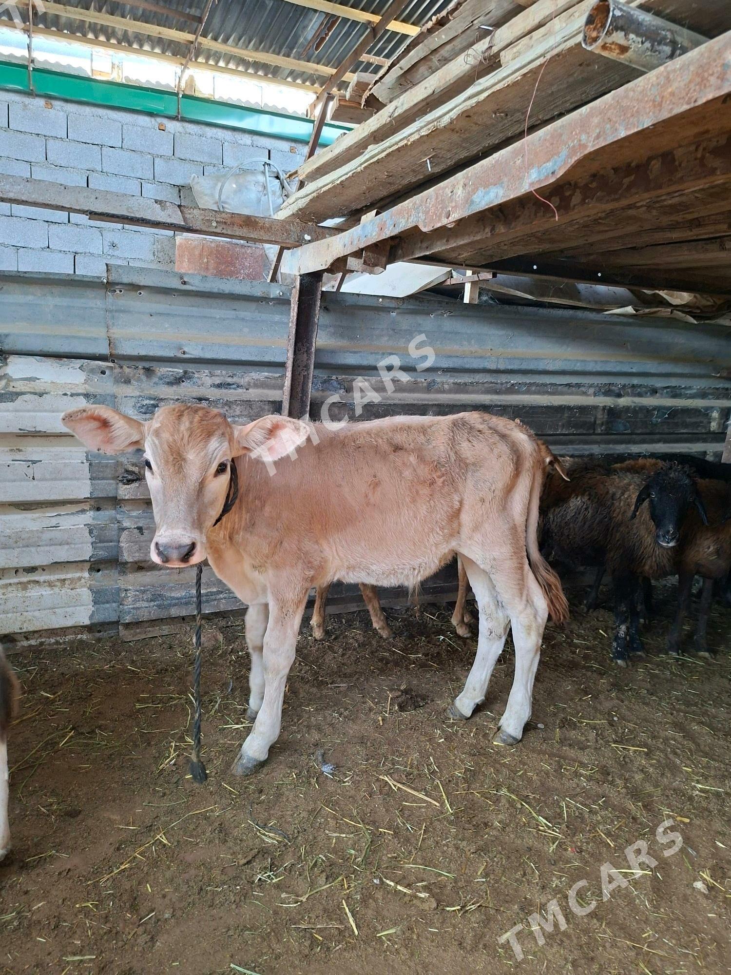 şwet Gõleli sygyr 1 garny - Garadamak - img 3
