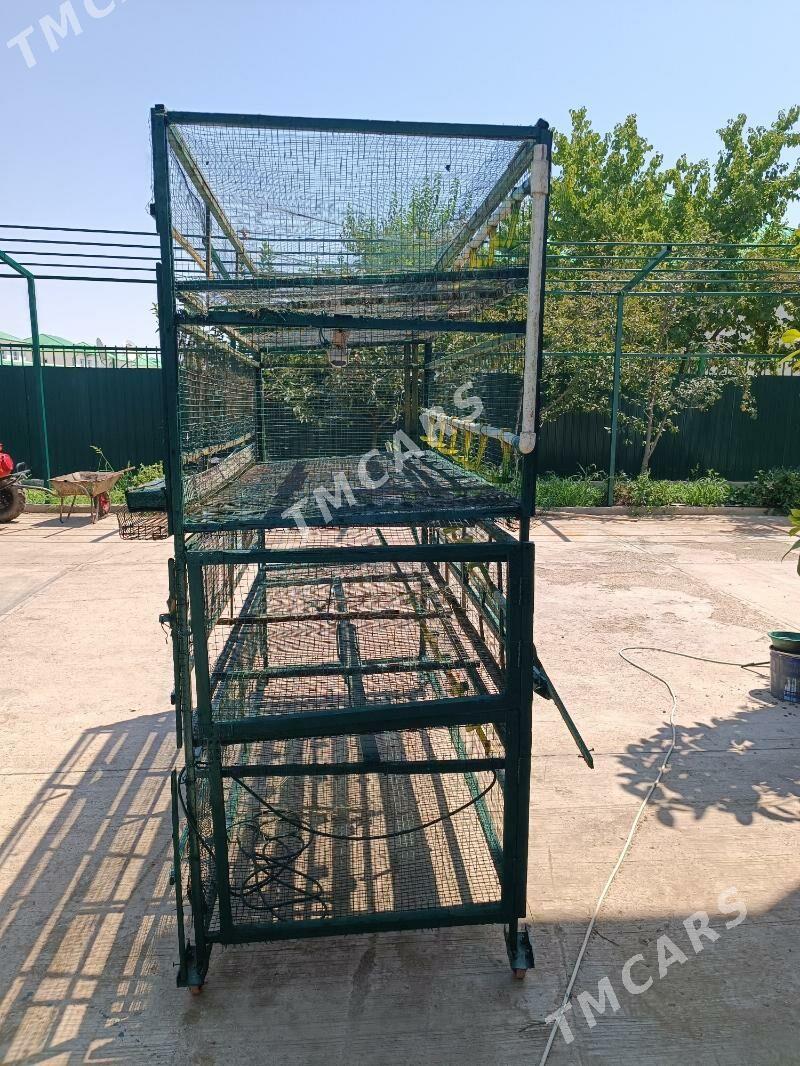 ketek.кетек.towuk.bedene - Тязе заман - img 3