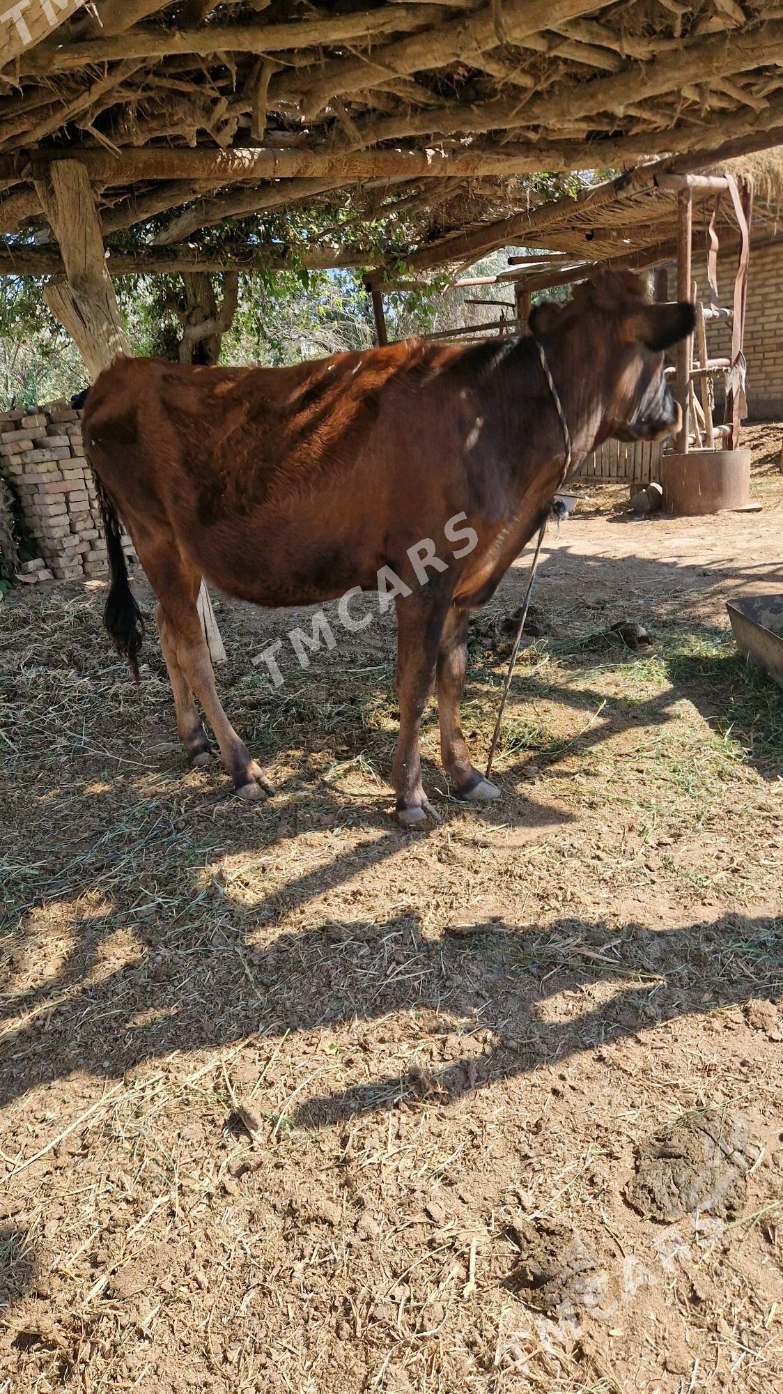 Gulajyn mal - Wekilbazar - img 2