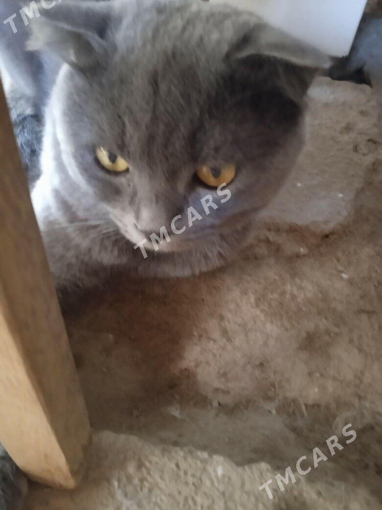 кошечки - Мары - img 1