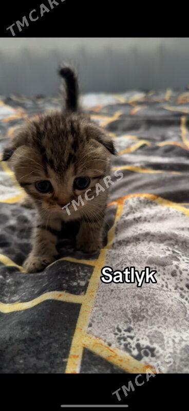 satlan pisik - 4 мкр - img 2