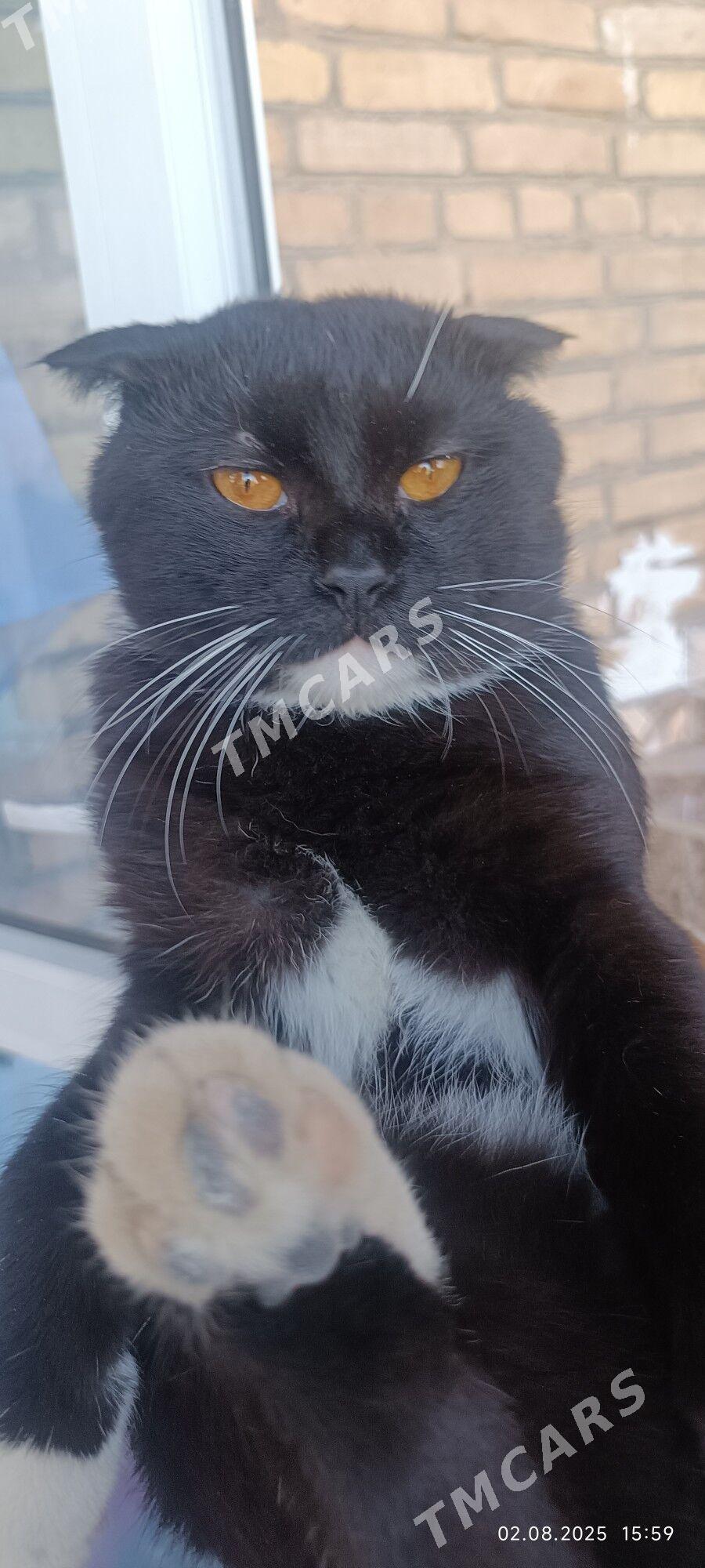 кот шотландский - Türkmenabat - img 2