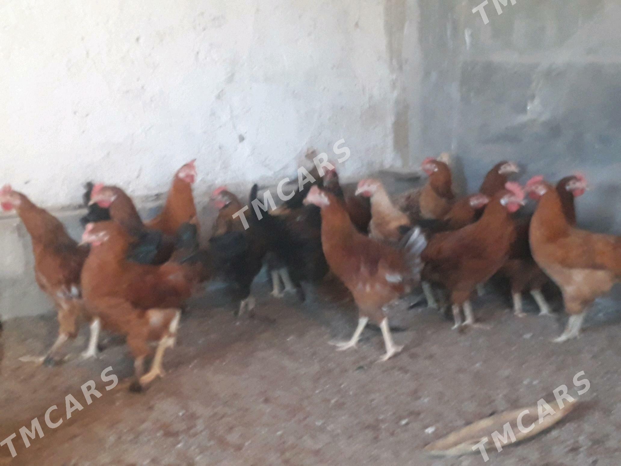 Horaz - Sakarçäge - img 3