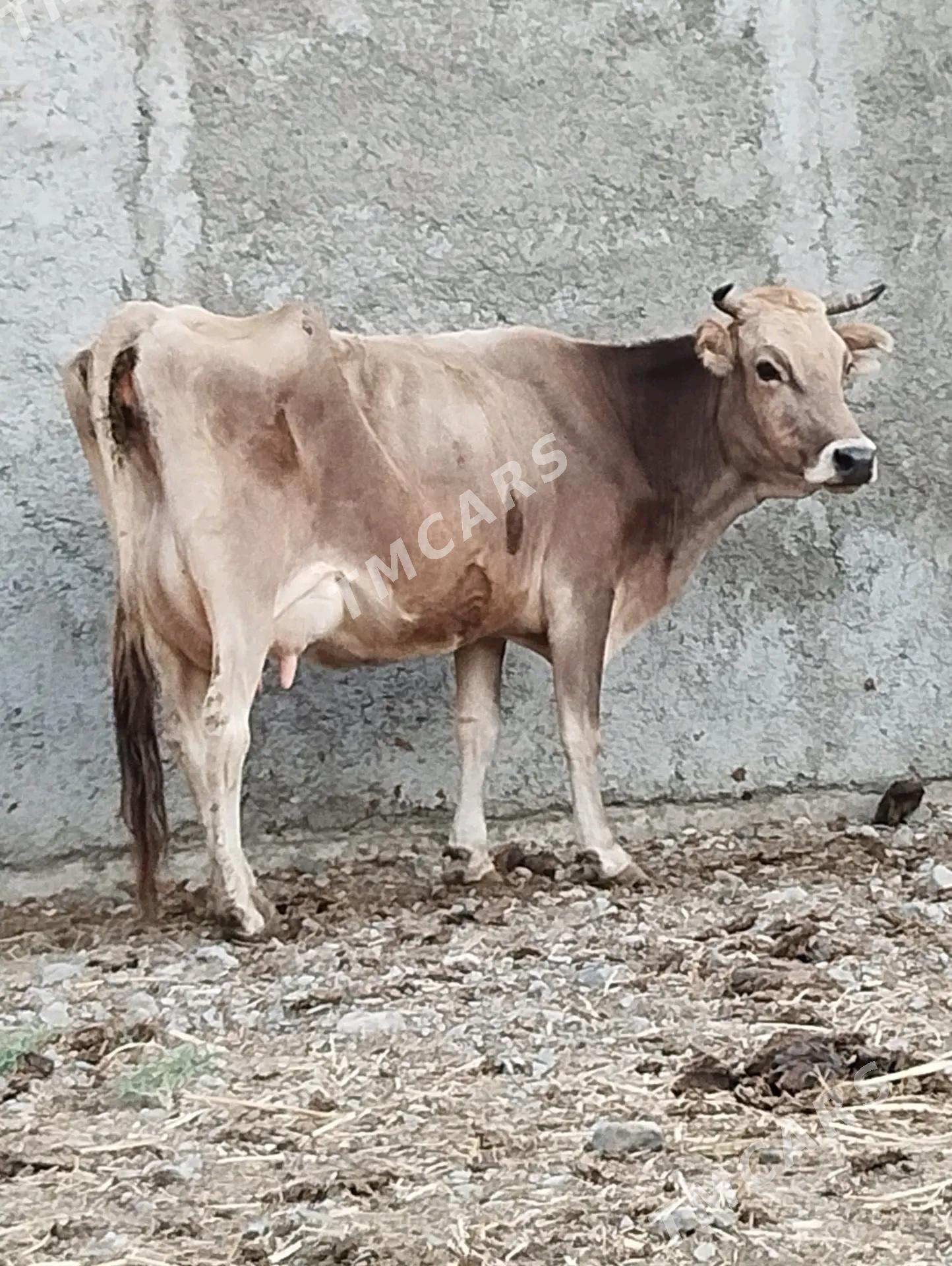 ŞİWES SYSYR - Gökdepe - img 2