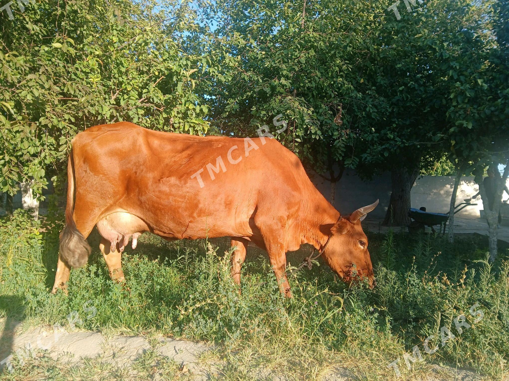 goleli sygyr - Бахарден - img 4