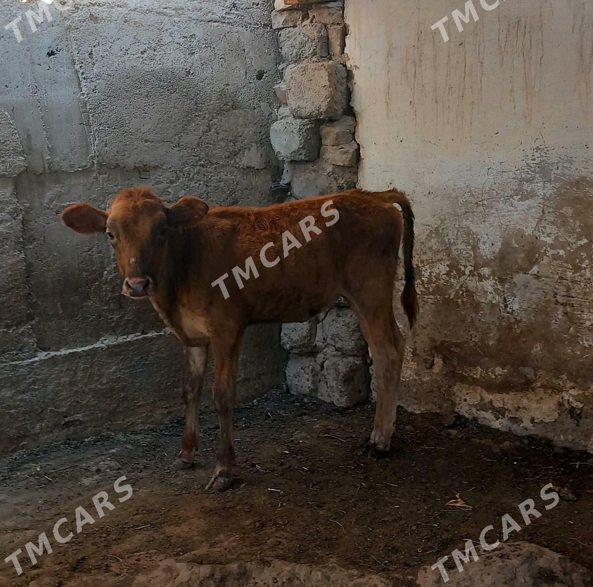 Tuwe 4 aylyk - Ашхабад - img 2