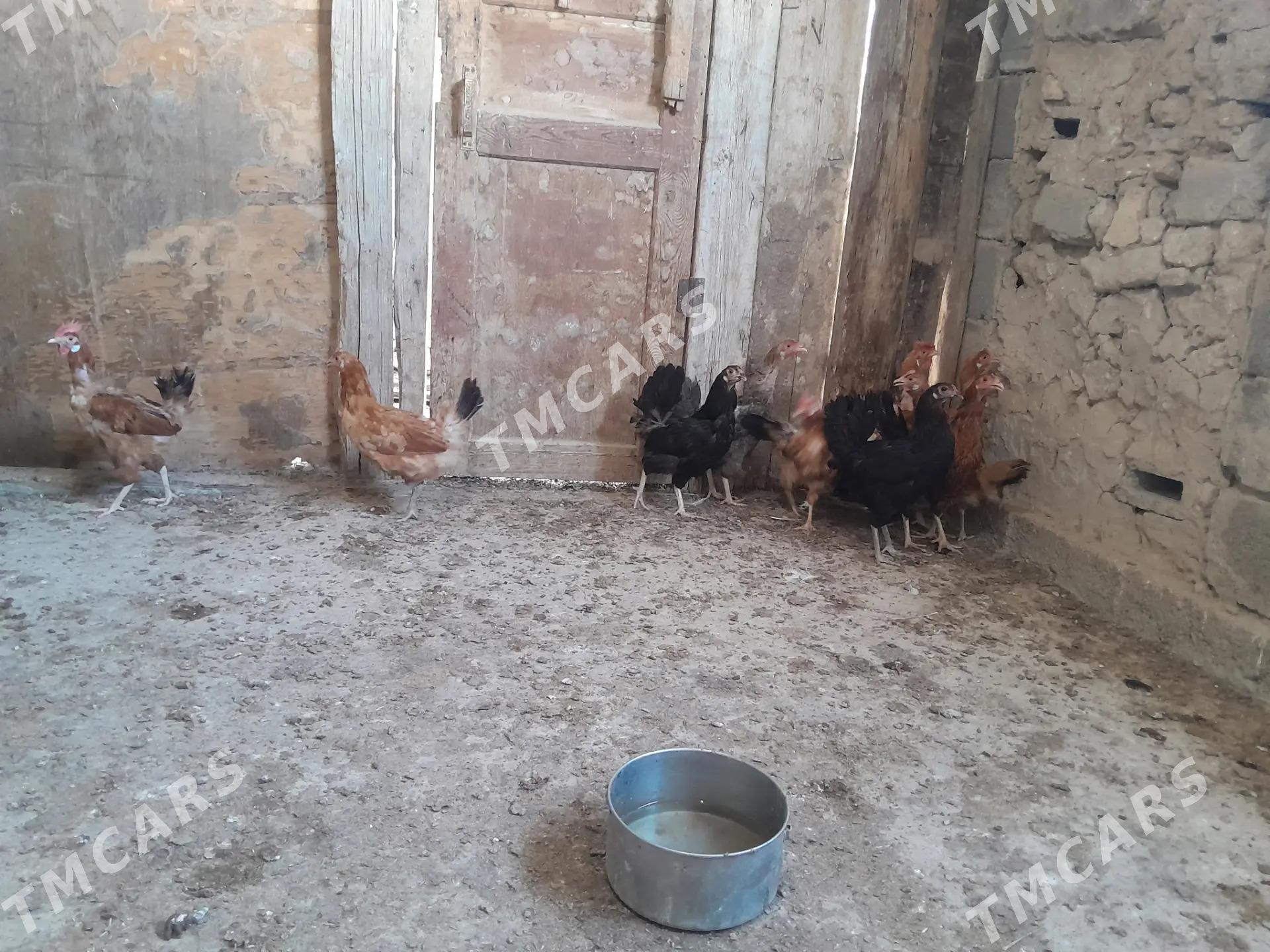 Satlyk towuklar - Gyzylarbat - img 2