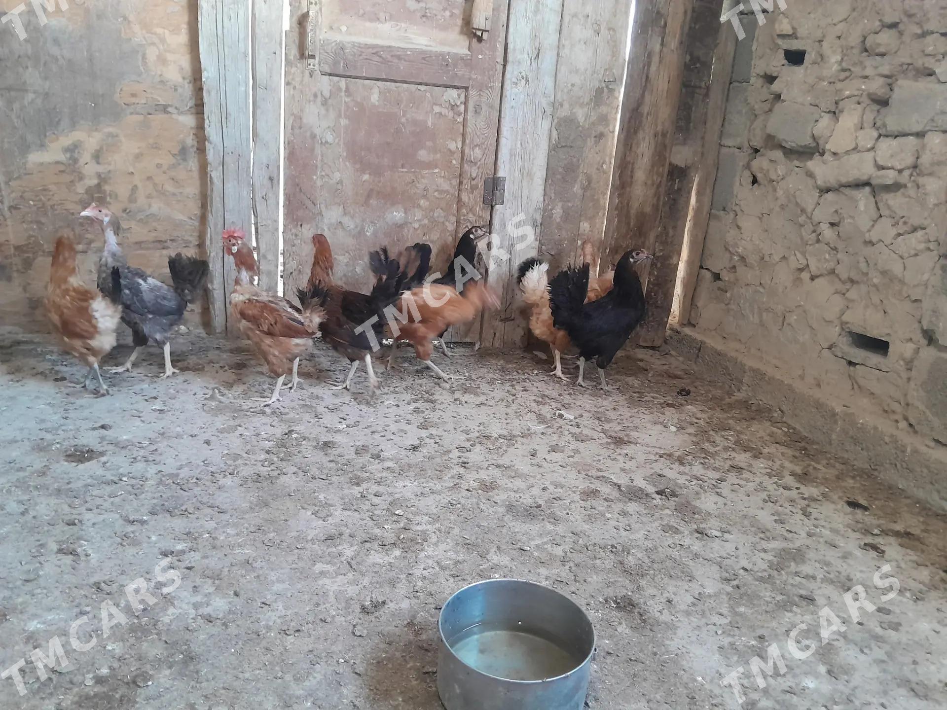 Satlyk towuklar - Gyzylarbat - img 3