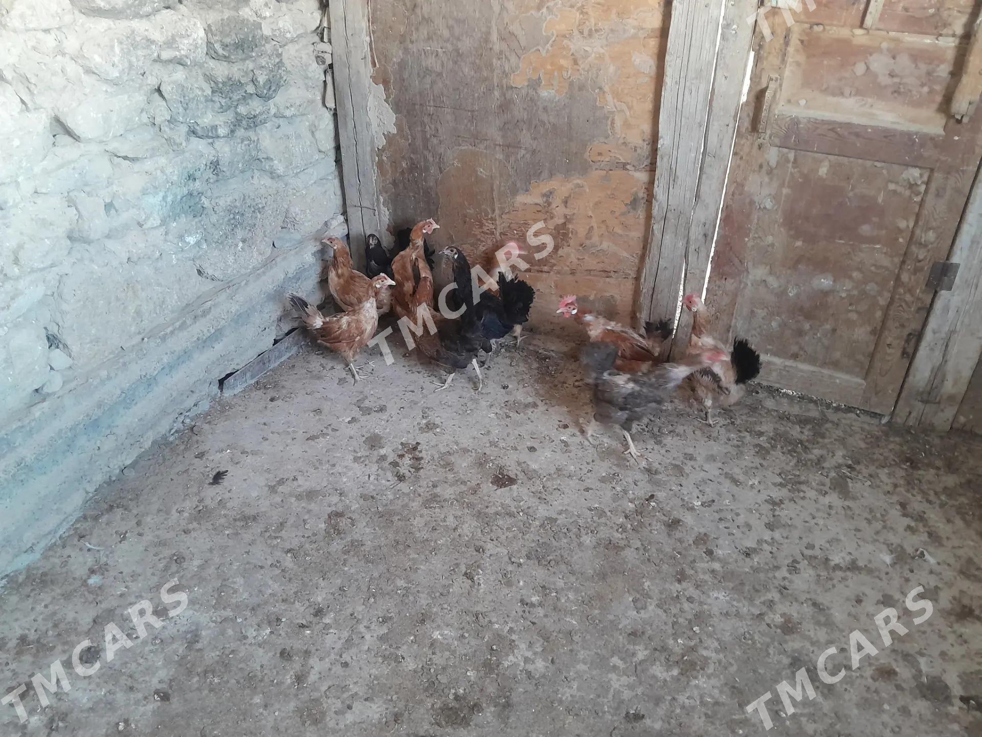 Satlyk towuklar - Gyzylarbat - img 4
