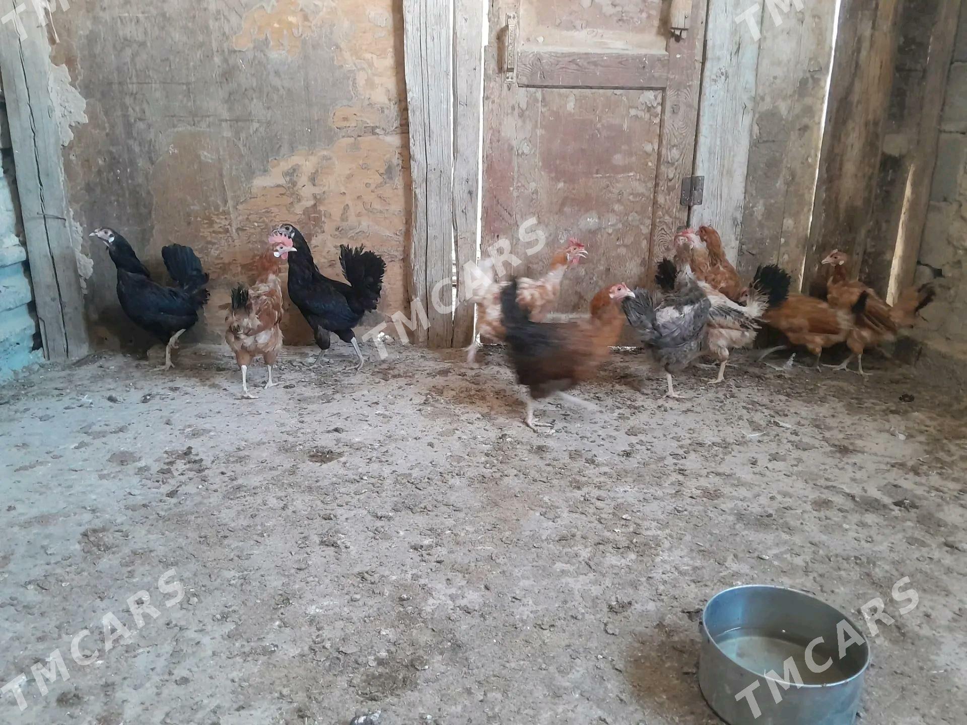 Satlyk towuklar - Gyzylarbat - img 5