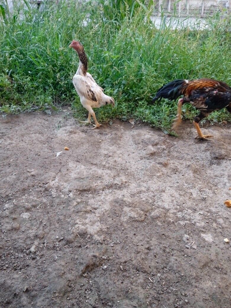 towuk - Daşoguz - img 2