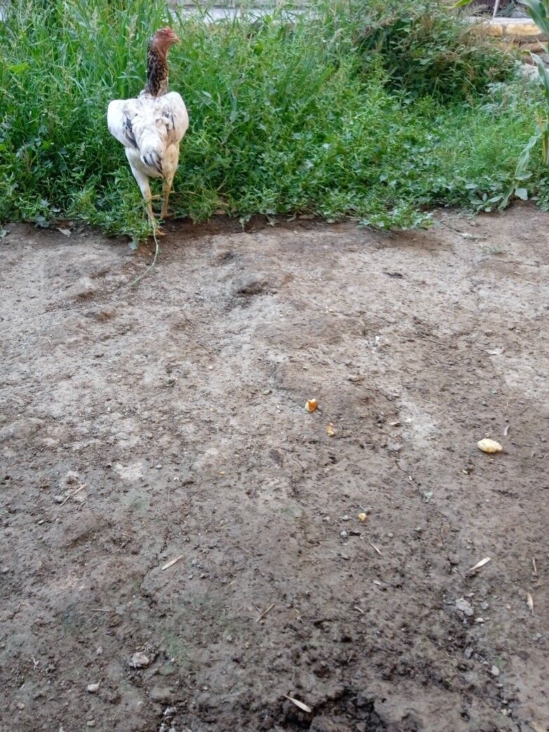 towuk - Daşoguz - img 3