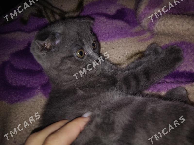шотландский котёнок - Кёнеургенч - img 2