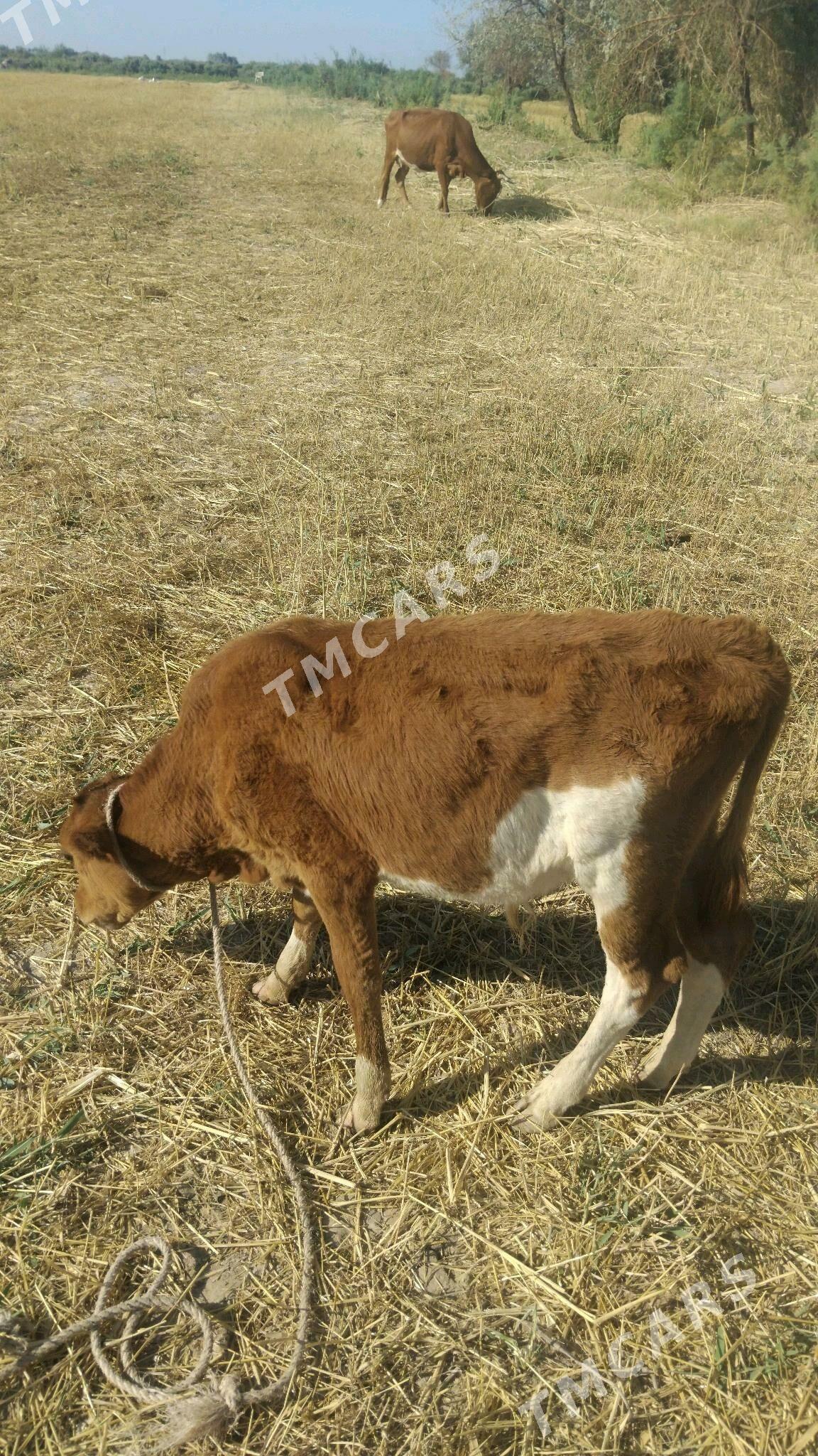 tanaly sygyr - Türkmenbaşy etr. - img 2