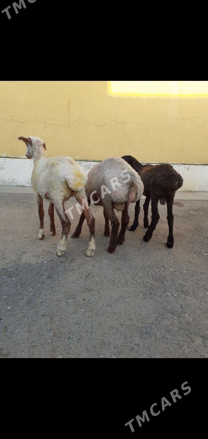 Tokli - Garadamak Şor - img 3