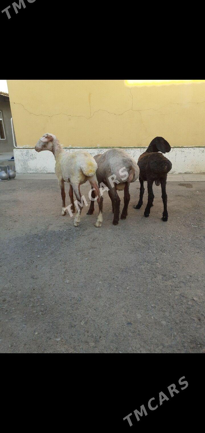 Tokli - Garadamak Şor - img 2