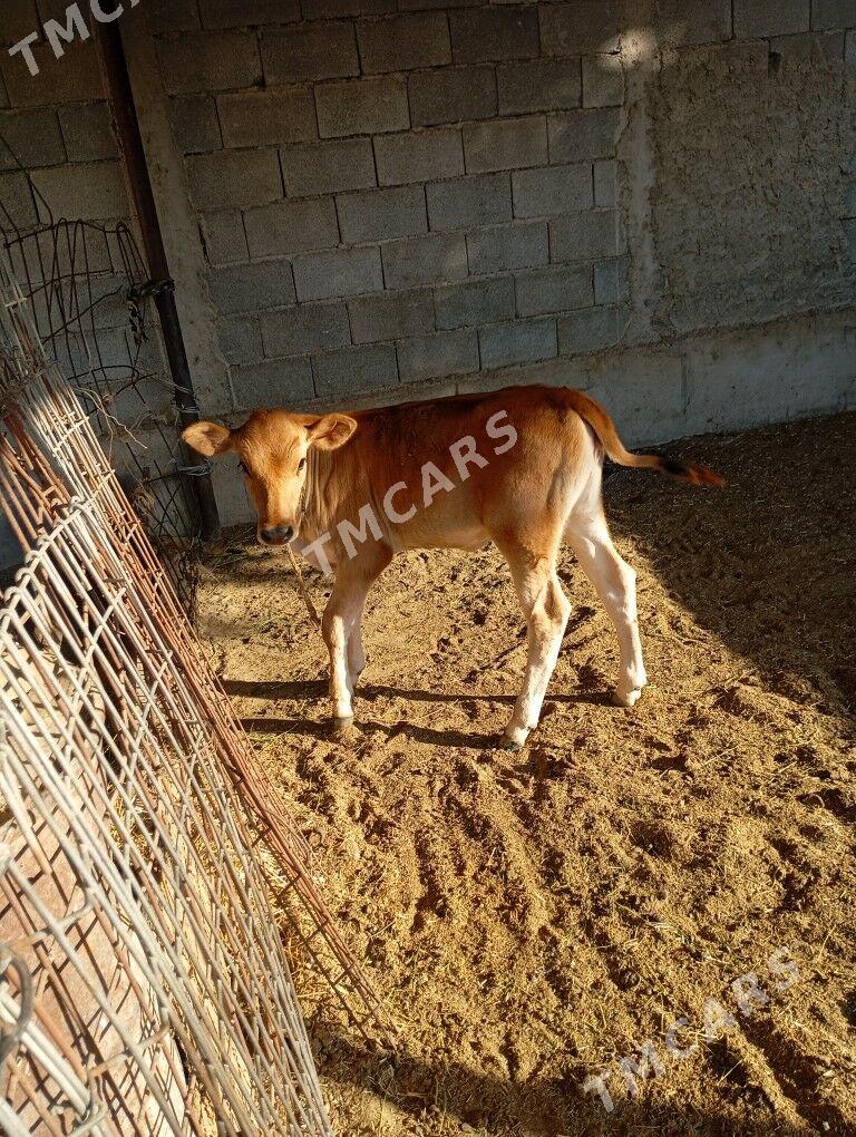 Göleli sygyr - Çoganly - img 2