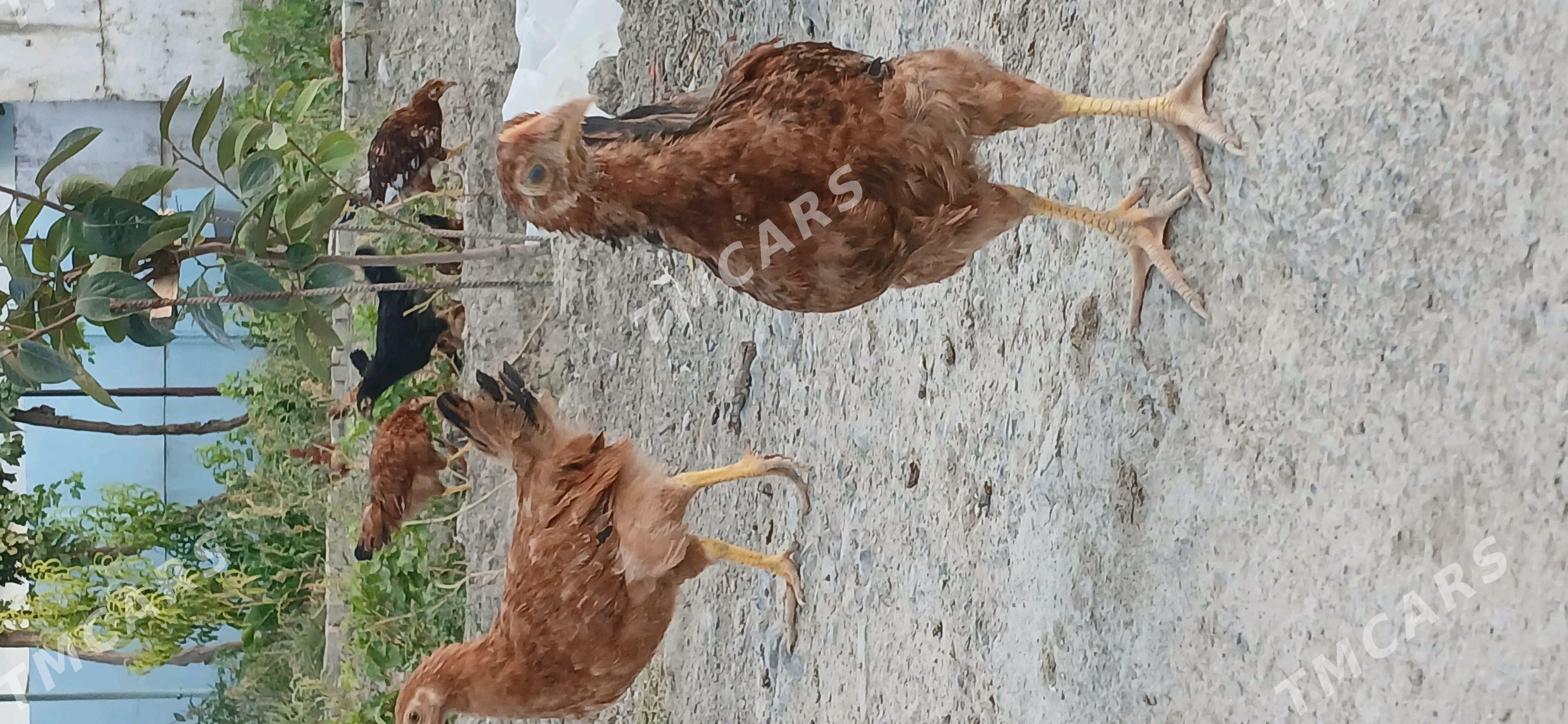 Ỳaşajyk jüỳjeler - Gökdepe - img 2