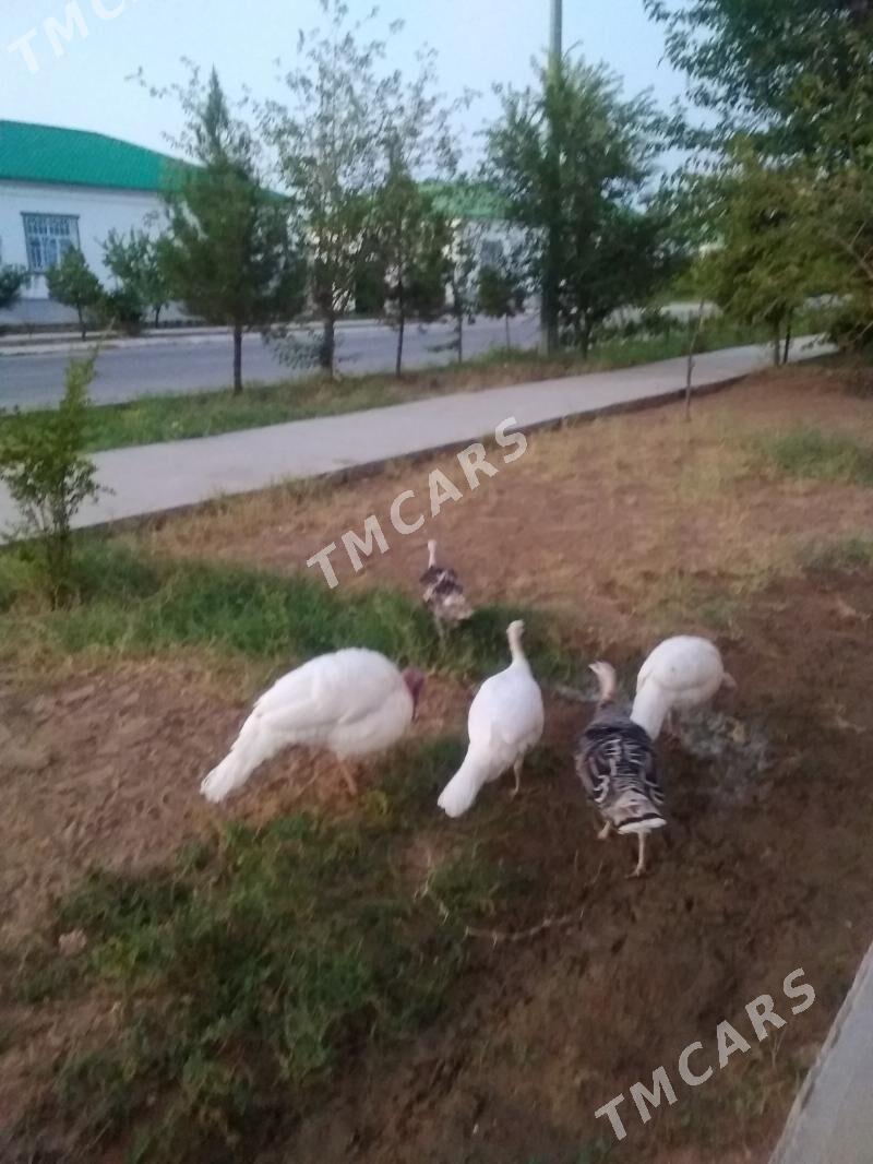 Guşlar İnduk - Täze zaman - img 3
