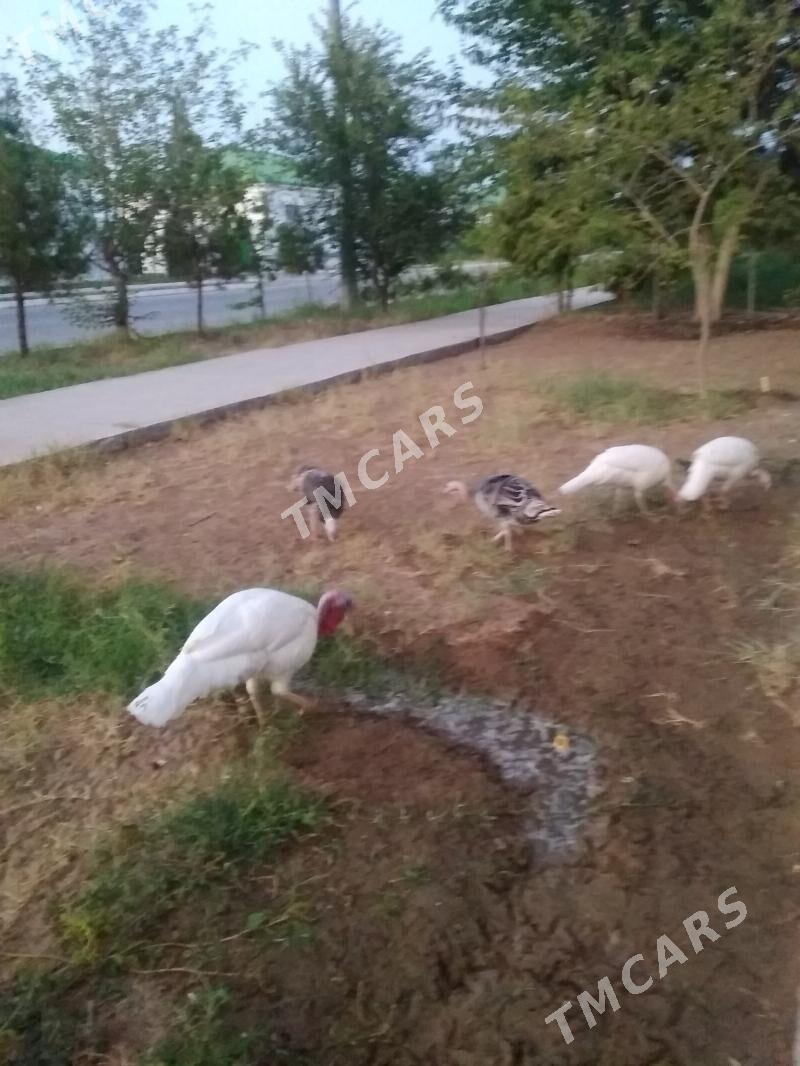 Guşlar İnduk - Täze zaman - img 2