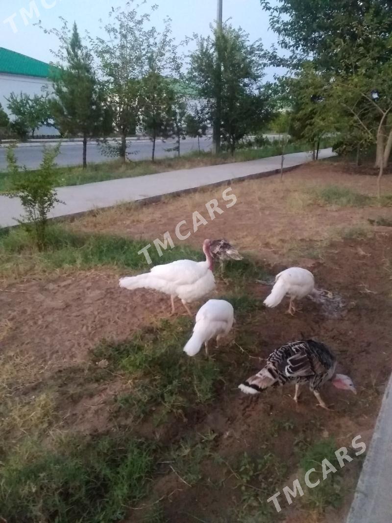 Guşlar İnduk - Täze zaman - img 6