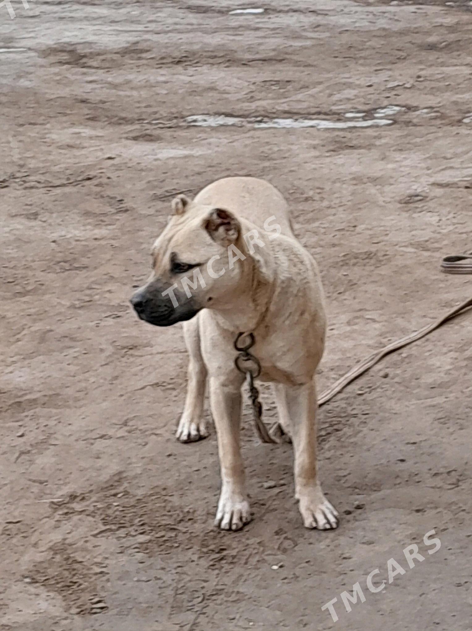 pidbull - Дашогуз - img 3