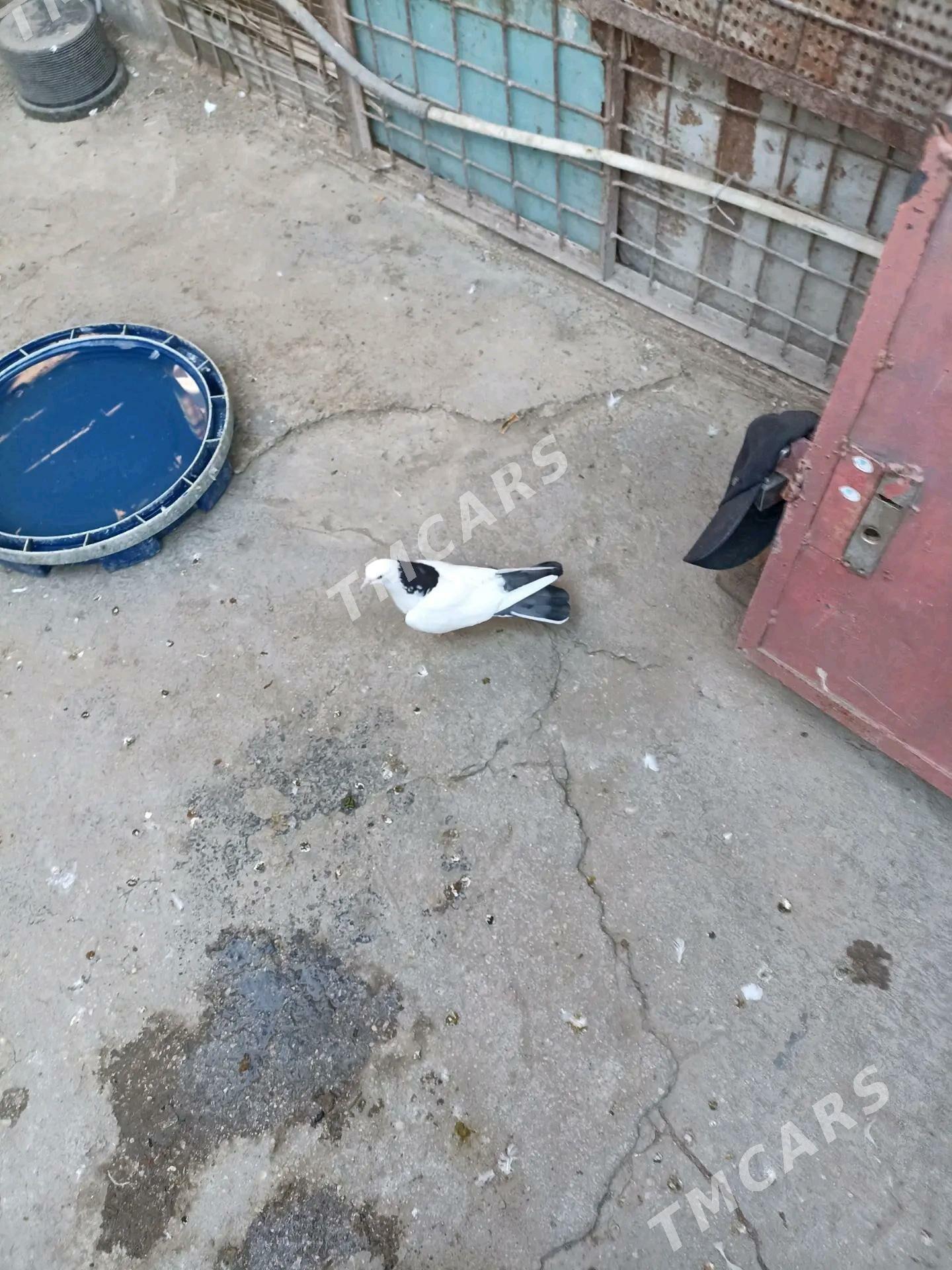 kepderi - Balkanabat - img 2