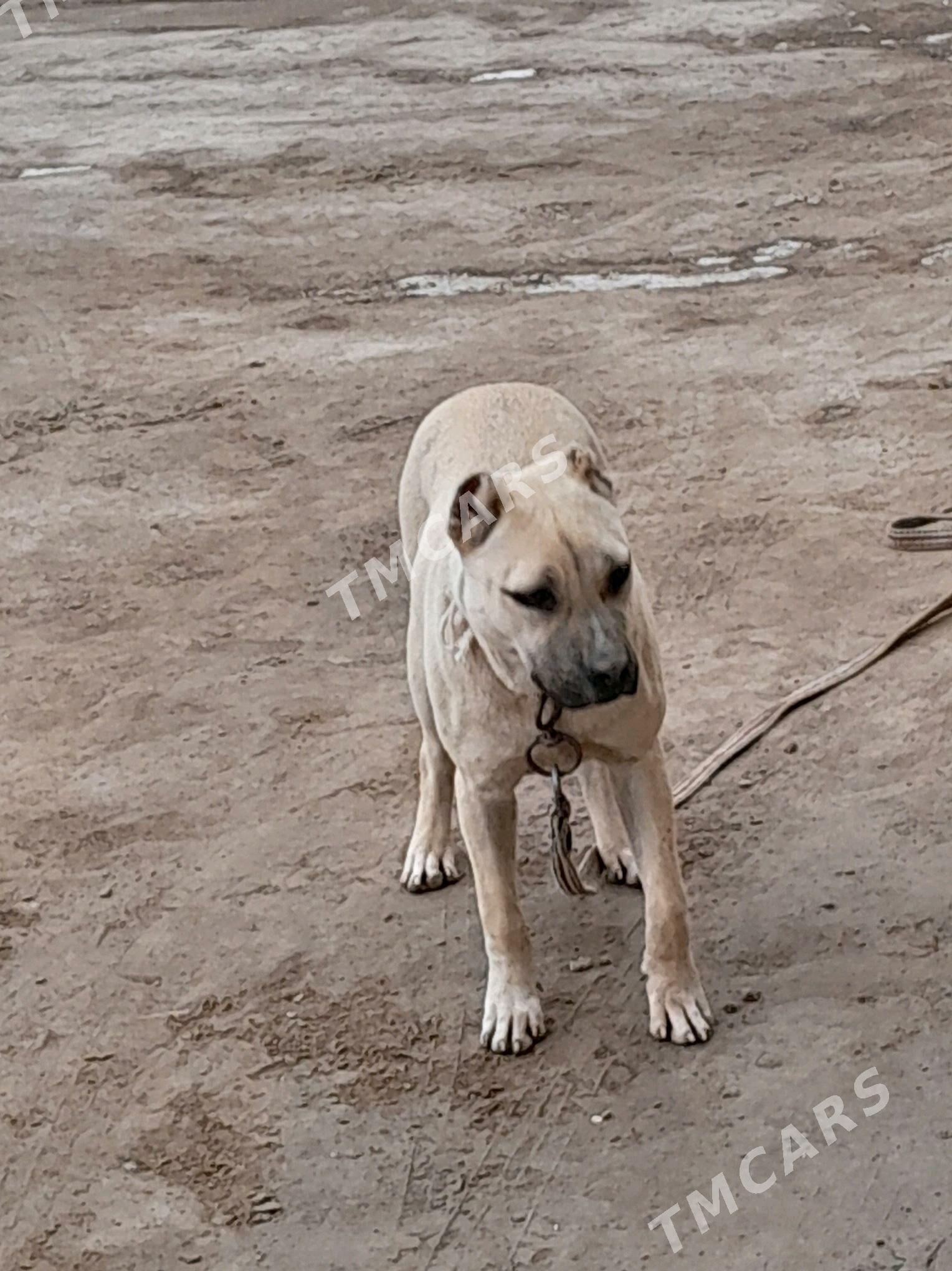 pidbull - Дашогуз - img 2
