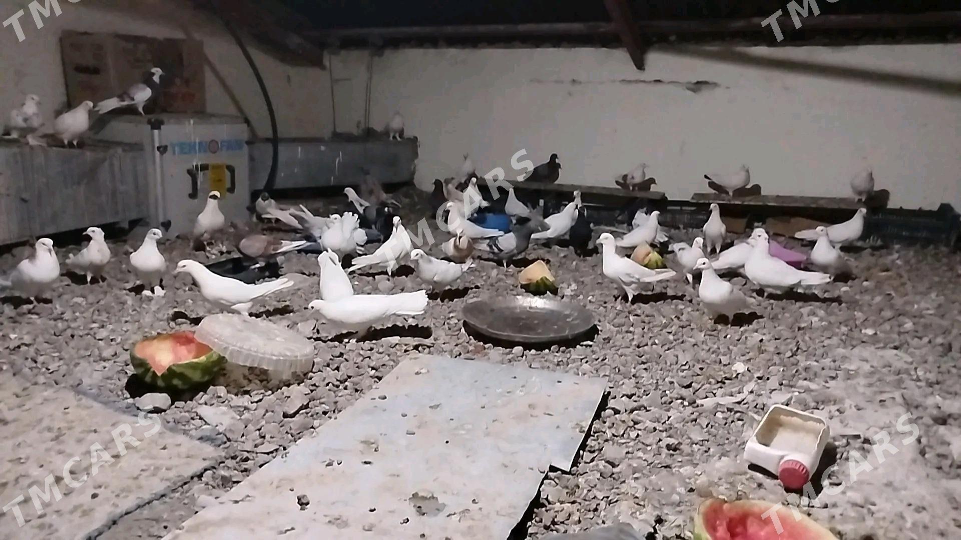 kepderi - Podwoýski köç. (Bitarap Türkmenistan şaýoly) - img 3