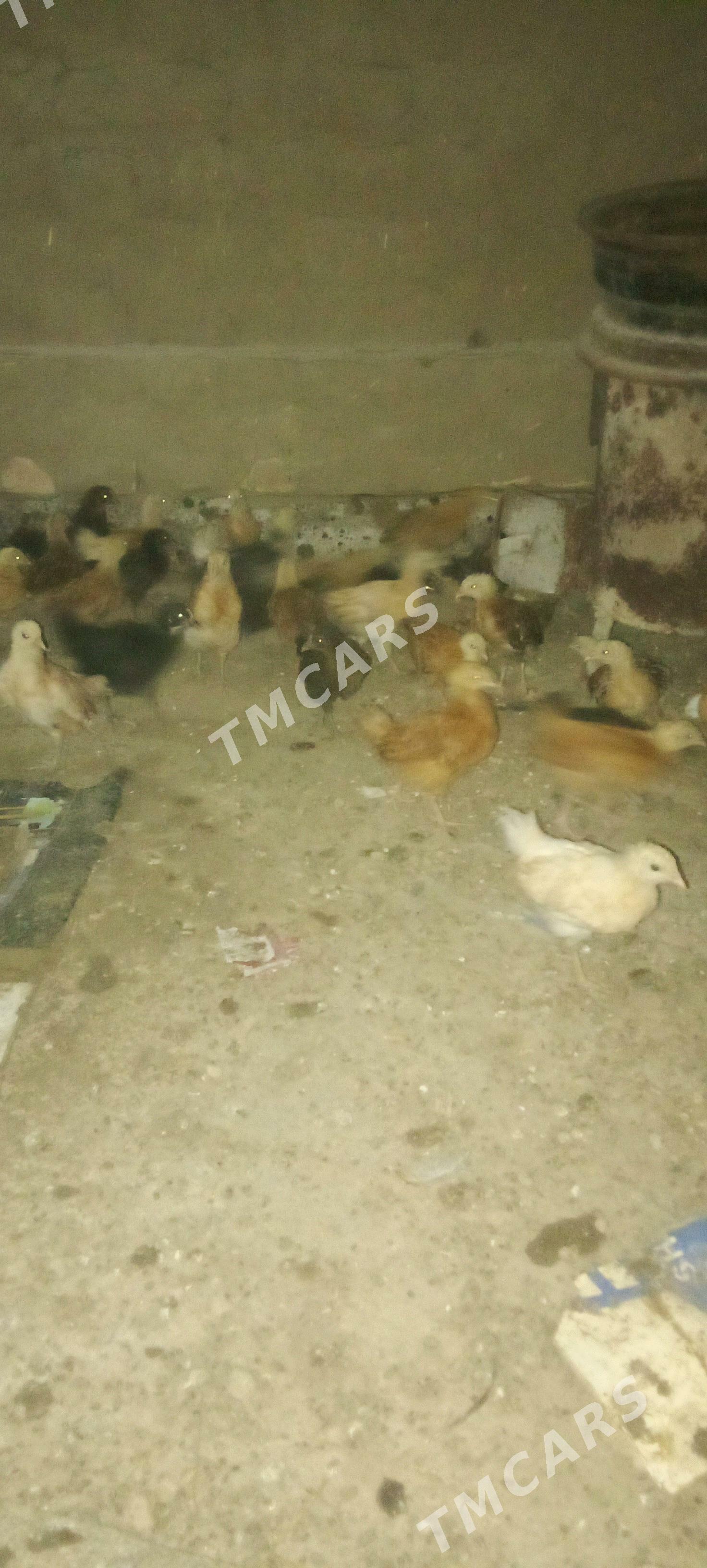towuk juyje - Сакарчага - img 2