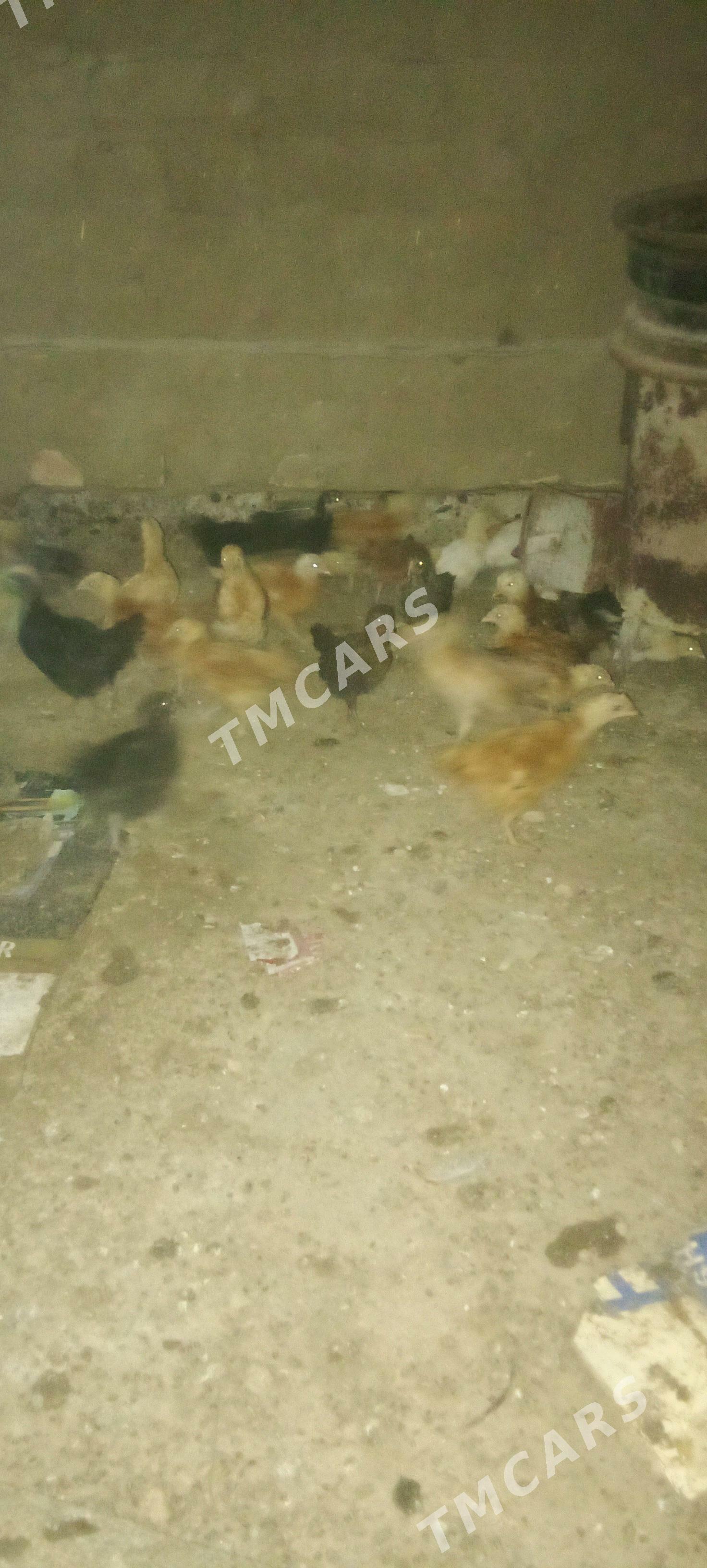 towuk juyje - Сакарчага - img 3