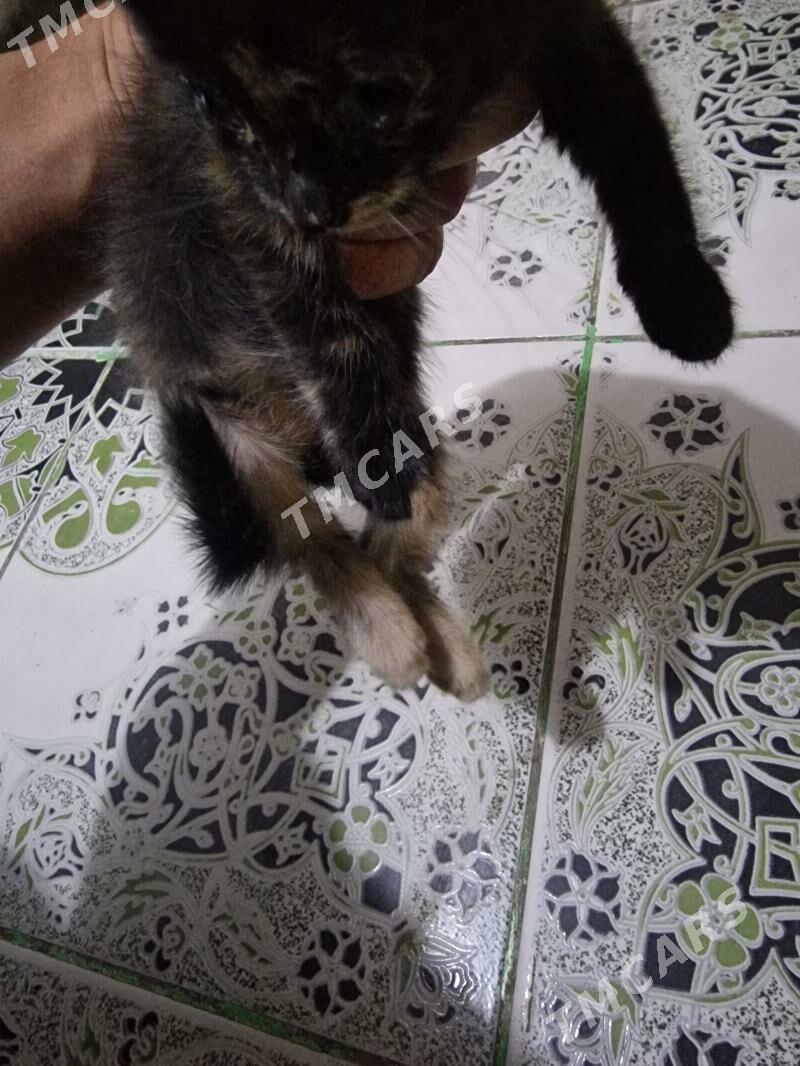pişik котята кошка - 9 mkr - img 2
