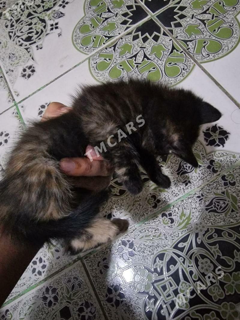 pişik котята кошка - 9 mkr - img 3