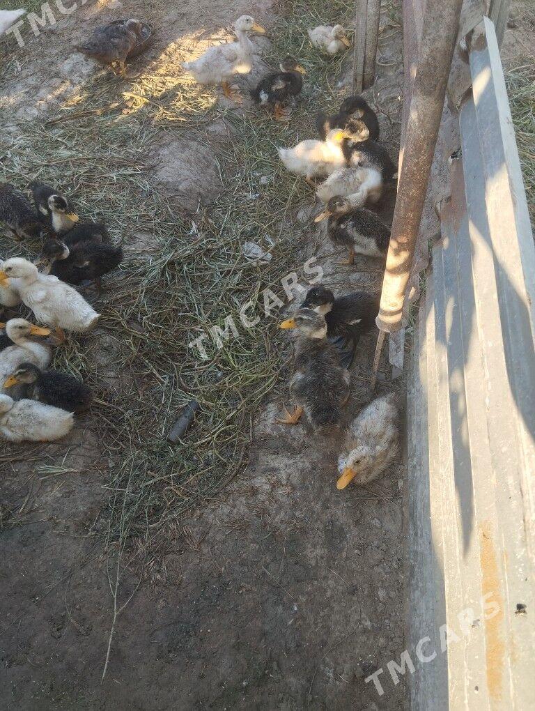 ордек - Türkmenabat - img 2