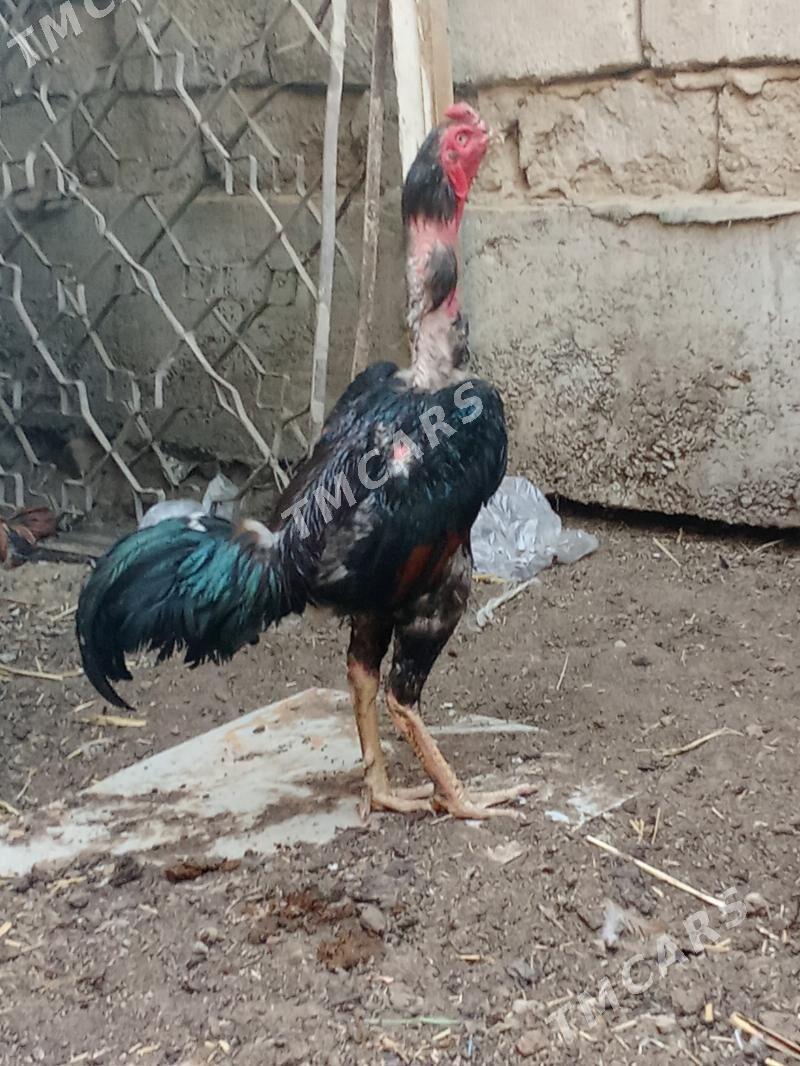 Taşkent horaz - Garadamak - img 2