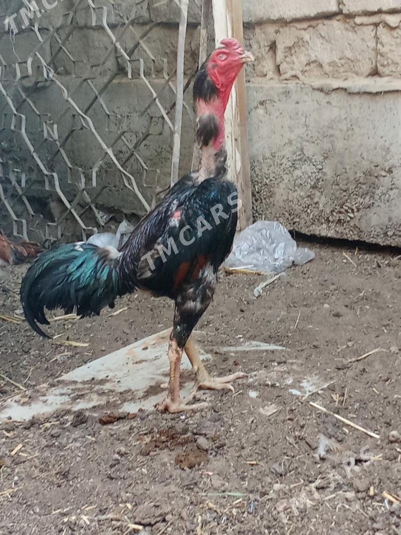 Taşkent horaz - Garadamak - img 3