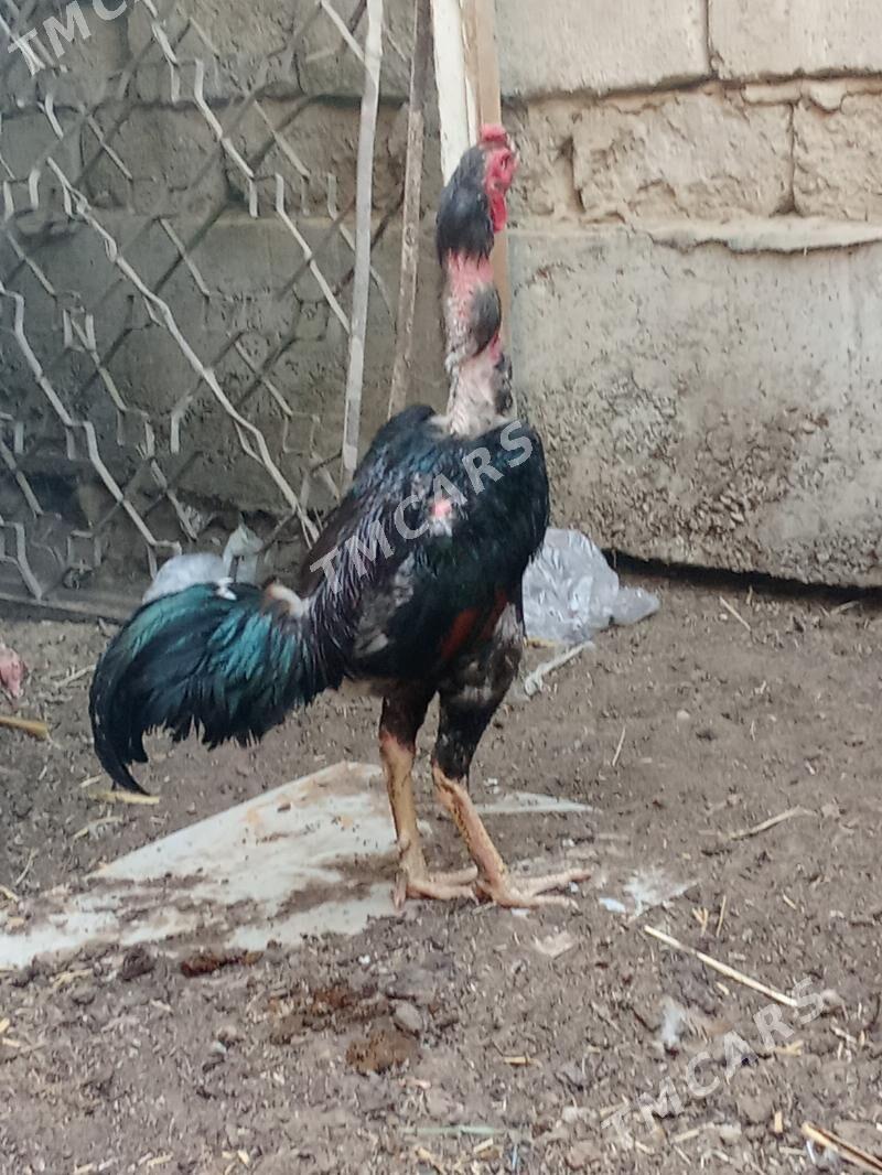 Taşkent horaz - Garadamak - img 6